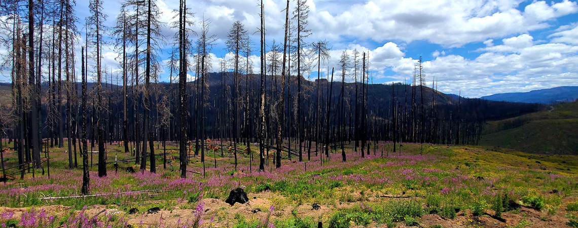 Mason, Bruce & Girard